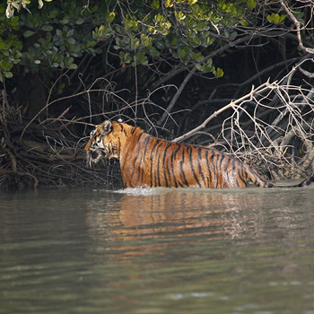 Sunderbans